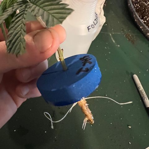 SHC #1 growlog photo: Rooted clone 11 days sub par environment