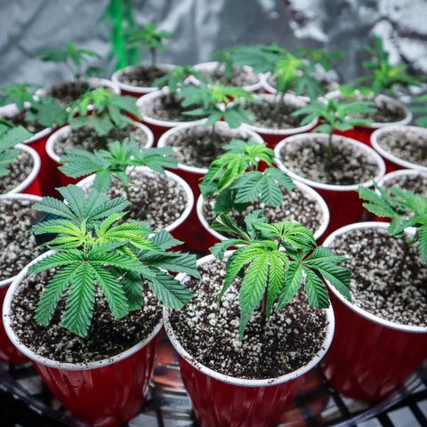 PC #1 growlog photo: Transplanted clones 