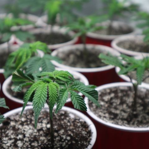 PC #1 growlog photo: Transplanted clones 