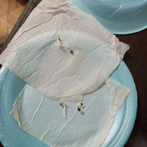 Concha :)  growlog photo: Germinación de las semillas 
Luego de 7 días 3 de las 4 semillas puestas a germinar rompieron la testa y se les observó ya su radicula bien definida lista para el transplante.