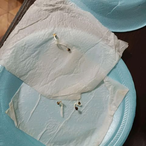 Concha :)  growlog photo: Germinación de las semillas 
Luego de 7 días 3 de las 4 semillas puestas a germinar rompieron la testa y se les observó ya su radicula bien definida lista para el transplante.