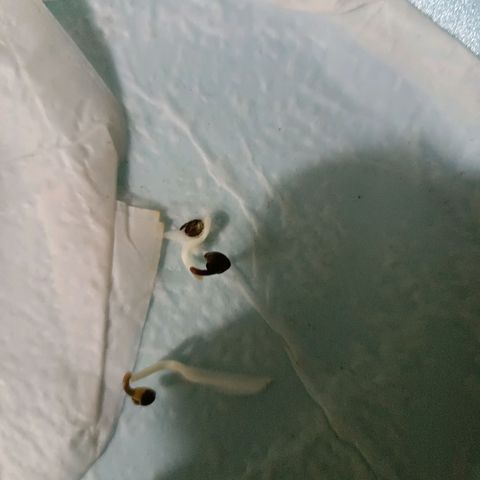 Concha :)  growlog photo: Germinación de las semillas 
Luego de 7 días 3 de las 4 semillas puestas a germinar rompieron la testa y se les observó ya su radicula bien definida lista para el transplante.