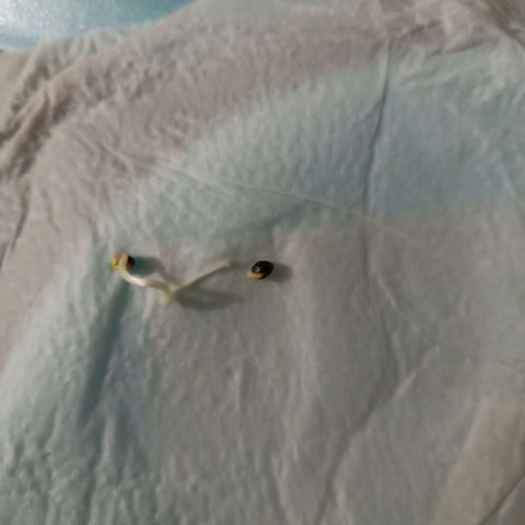 Concha :)  growlog photo: Germinación de las semillas 
Luego de 7 días 3 de las 4 semillas puestas a germinar rompieron la testa y se les observó ya su radicula bien definida lista para el transplante.