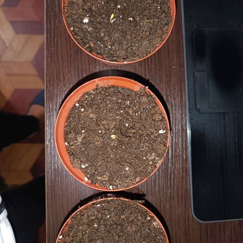Concha :)  growlog photo: Transplante
Se prosedio al transplante en las primeras horas de la mañana en macetas de una lb con sustrato (perlita y vermiculita) sembrando una semilla por cada maceta 