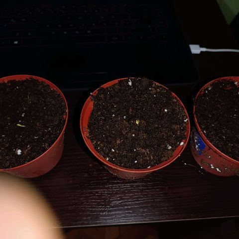 Concha :)  growlog photo: Transplante
Se prosedio al transplante en las primeras horas de la mañana en macetas de una lb con sustrato (perlita y vermiculita) sembrando una semilla por cada maceta 