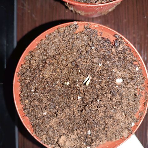 Concha :)  growlog photo: Transplante
Se prosedio al transplante en las primeras horas de la mañana en macetas de una lb con sustrato (perlita y vermiculita) sembrando una semilla por cada maceta 