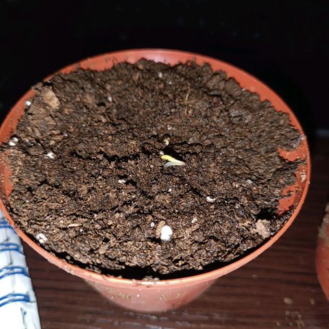 Concha :)  growlog photo: Transplante
Se prosedio al transplante en las primeras horas de la mañana en macetas de una lb con sustrato (perlita y vermiculita) sembrando una semilla por cada maceta 