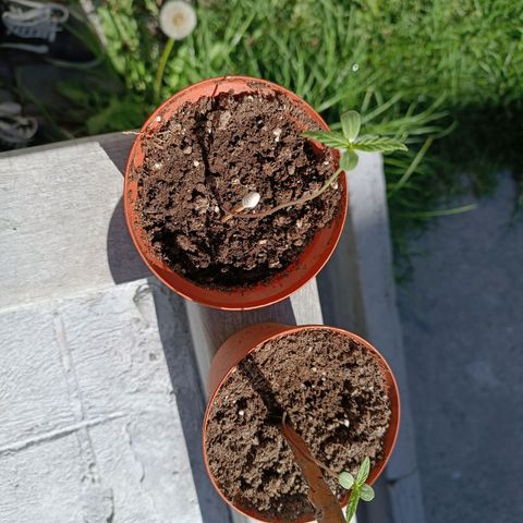 Concha :)  growlog photo: Se llevó a las plantulas a un lugar más luminoso y con mejor aireación para optimizar su desarrollo y que absorba las horas luz que necesita para entrar al estado vegetativo 