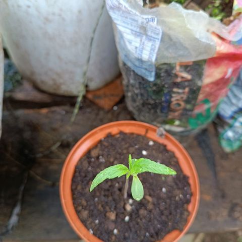 Concha :)  growlog photo: Por motivos del feriado de fin de año se trasladaron las plantulas a la provincia de Santo Domingo de los Tsachilas dónde estarían por una semana 
Se le colocaron vasos plásticos para evitar el estiramiento excesivo del tallo.