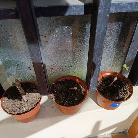 Concha :)  growlog photo: Aparición de hojas verdaderas 
La plantula ya muestra sus primeras hojas verdaderas y se le ayuda implementado palillos como tutorado para ayudar en su desarrollo.