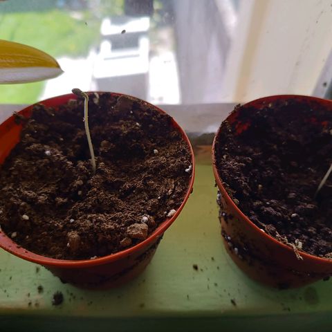 Concha :)  growlog photo: Emergencia de cotiledones 
La plantula está en etapa de fosforito y dando apertura a sus primero cotiledones dónde se observó que solo dos de la semillas transplantadas pudieron continuar con su desarrollo 