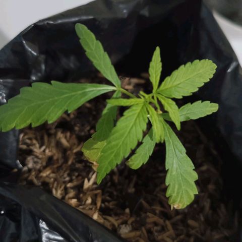 Concha :)  growlog photo: Ya se puede observar las primeras ramificaciones de la planta de cannabis entrando en su estado vegetativo 