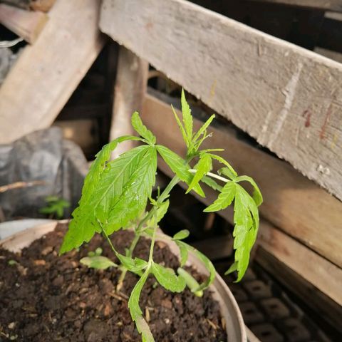 Concha :)  growlog photo: Se procedió a transplantar la planta a un macetero de plástico de 20 lb con mayor sustrato para su desarrollo 