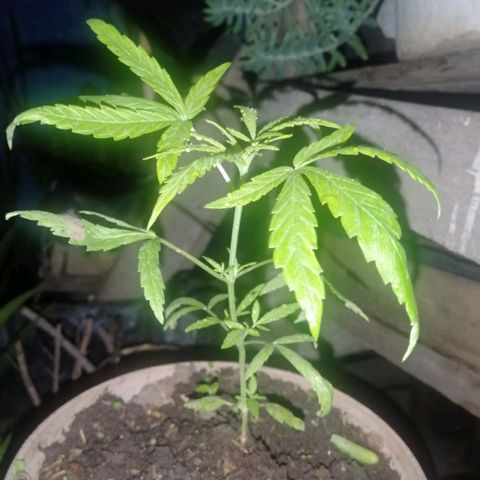 Concha :)  growlog photo: La planta ya desarrollo más ramificaciones y se adaptó muy bien al nuevo sustrato a base de materia orgánica 