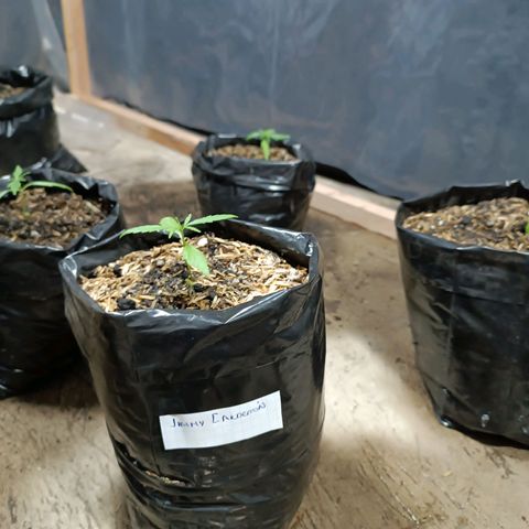 Concha :)  growlog photo: Se le tomaban datos cada semana dónde se observó una buena respuesta al transplante y la aparición de dos hojas verdaderas más.