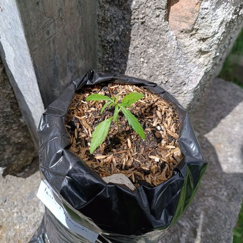 Concha :)  growlog photo: Por motivos de problemas de electricidad se trasladaron las plantulas desde la facultad de Ciencias Agrícolas en Quito hasta mi recidencia en solanda para que continúe con su desarrollo 