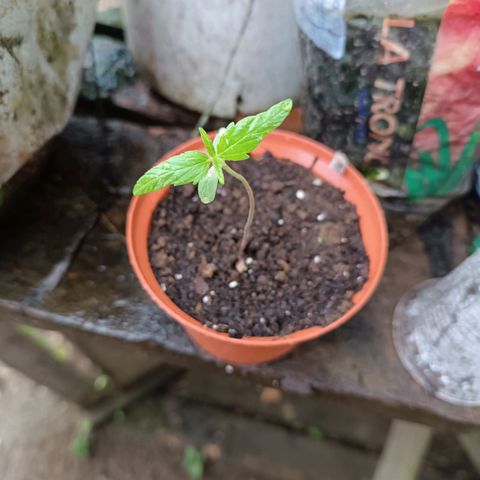 Concha :)  growlog photo: Por motivos del feriado de fin de año se trasladaron las plantulas a la provincia de Santo Domingo de los Tsachilas dónde estarían por una semana 
Se le colocaron vasos plásticos para evitar el estiramiento excesivo del tallo.