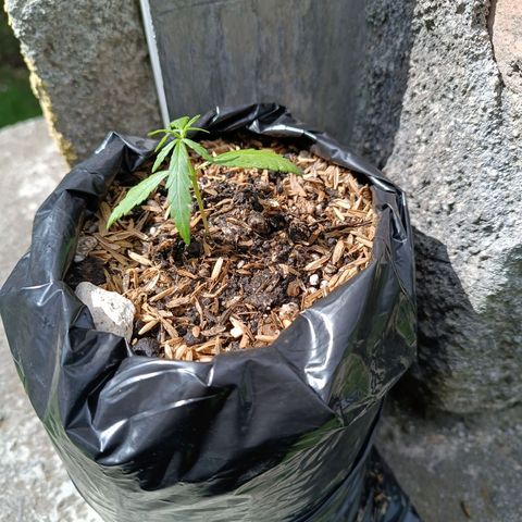 Concha :)  growlog photo: Por motivos de problemas de electricidad se trasladaron las plantulas desde la facultad de Ciencias Agrícolas en Quito hasta mi recidencia en solanda para que continúe con su desarrollo 