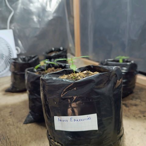 Concha :)  growlog photo: Se le tomaban datos cada semana dónde se observó una buena respuesta al transplante y la aparición de dos hojas verdaderas más.