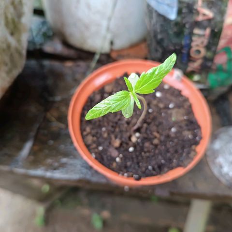 Concha :)  growlog photo: Por motivos del feriado de fin de año se trasladaron las plantulas a la provincia de Santo Domingo de los Tsachilas dónde estarían por una semana 
Se le colocaron vasos plásticos para evitar el estiramiento excesivo del tallo.