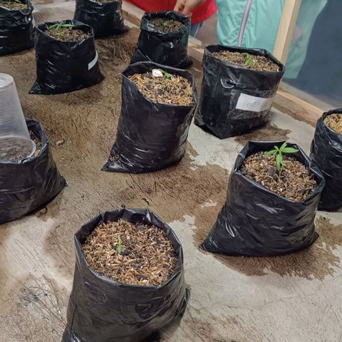 Concha :)  growlog photo: Gracias al Ing. David González se adquirieron nuevas plantulas que se las transplantaron a un sustrato elaborado a base de materia orgánica y cáscara de arroz. El cuidado de estás plantulas se lo llevó a cabo dentro de un mini invernadero con luz artificial y ventiladores para su óptimo desarrollo.