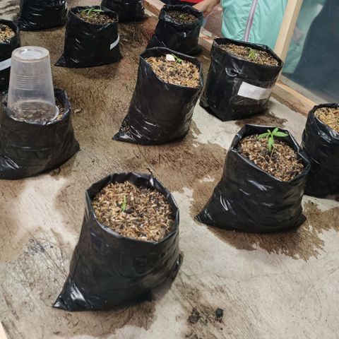 Concha :)  growlog photo: Gracias al Ing. David González se adquirieron nuevas plantulas que se las transplantaron a un sustrato elaborado a base de materia orgánica y cáscara de arroz. El cuidado de estás plantulas se lo llevó a cabo dentro de un mini invernadero con luz artificial y ventiladores para su óptimo desarrollo.