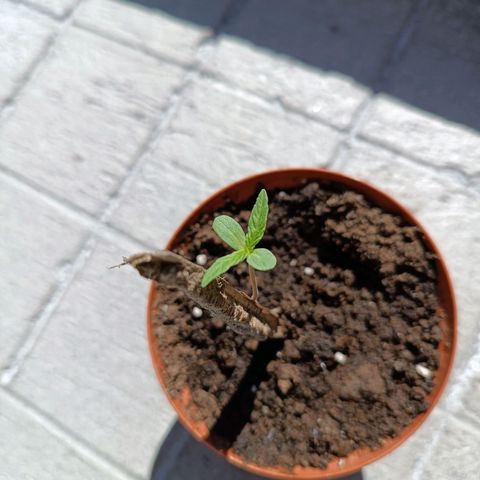 Concha :)  growlog photo: Se llevó a las plantulas a un lugar más luminoso y con mejor aireación para optimizar su desarrollo y que absorba las horas luz que necesita para entrar al estado vegetativo 