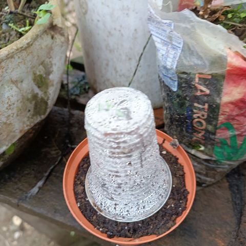 Concha :)  growlog photo: Por motivos del feriado de fin de año se trasladaron las plantulas a la provincia de Santo Domingo de los Tsachilas dónde estarían por una semana 
Se le colocaron vasos plásticos para evitar el estiramiento excesivo del tallo.
