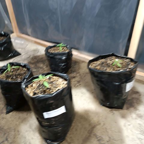 Concha :)  growlog photo: Se le tomaban datos cada semana dónde se observó una buena respuesta al transplante y la aparición de dos hojas verdaderas más.