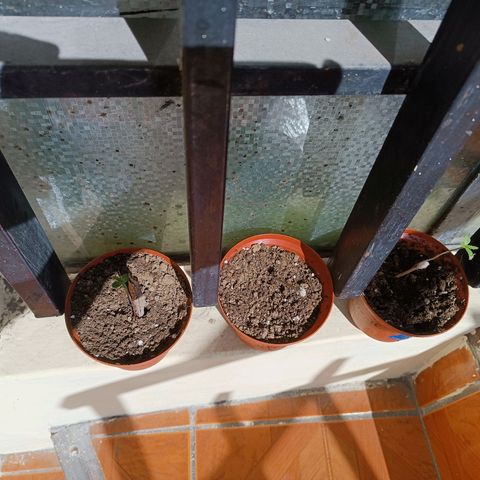 Concha :)  growlog photo: Aparición de hojas verdaderas 
La plantula ya muestra sus primeras hojas verdaderas y se le ayuda implementado palillos como tutorado para ayudar en su desarrollo.