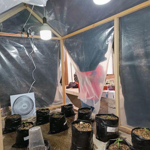 Concha :)  growlog photo: Gracias al Ing. David González se adquirieron nuevas plantulas que se las transplantaron a un sustrato elaborado a base de materia orgánica y cáscara de arroz. El cuidado de estás plantulas se lo llevó a cabo dentro de un mini invernadero con luz artificial y ventiladores para su óptimo desarrollo.