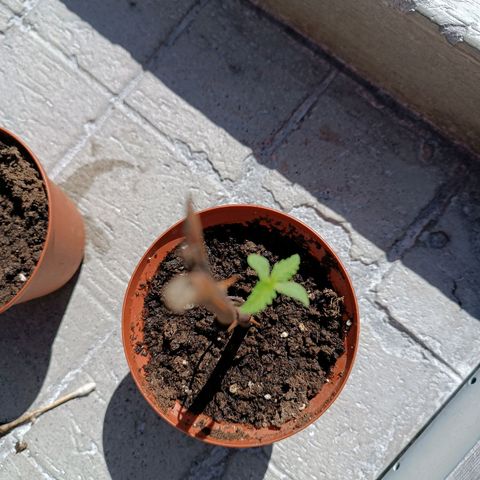 Concha :)  growlog photo: Se llevó a las plantulas a un lugar más luminoso y con mejor aireación para optimizar su desarrollo y que absorba las horas luz que necesita para entrar al estado vegetativo 