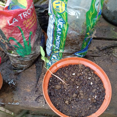 Concha :)  growlog photo: El exceso de humedad provocó el pudrimiento de la base del tallo y por ende la muerte de la plantula.