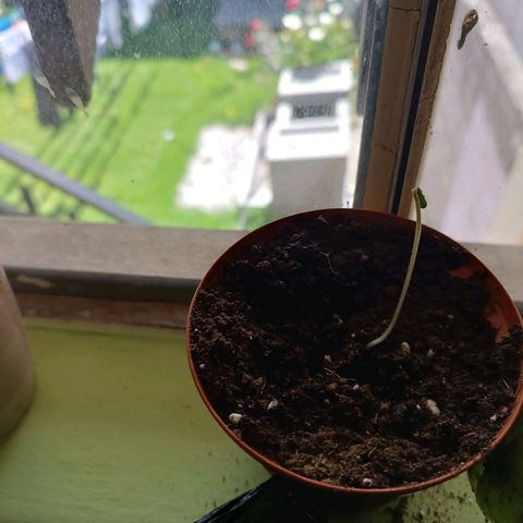 Concha :)  growlog photo: Emergencia de cotiledones 
La plantula está en etapa de fosforito y dando apertura a sus primero cotiledones dónde se observó que solo dos de la semillas transplantadas pudieron continuar con su desarrollo 