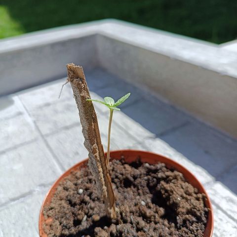 Concha :)  growlog photo: Se llevó a las plantulas a un lugar más luminoso y con mejor aireación para optimizar su desarrollo y que absorba las horas luz que necesita para entrar al estado vegetativo 