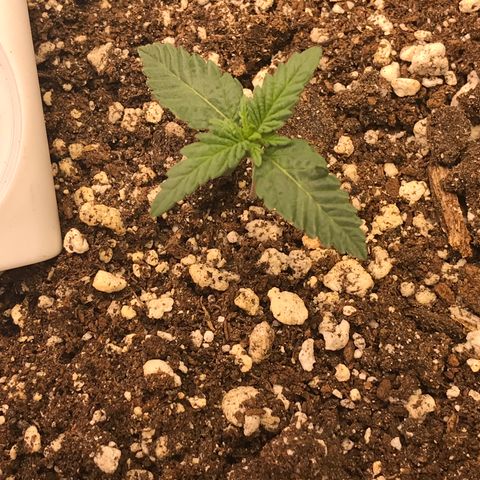 Cheese Feminized Photoperiod  growlog timeline photo