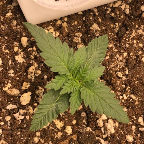 Cheese Feminized Photoperiod  growlog timeline photo