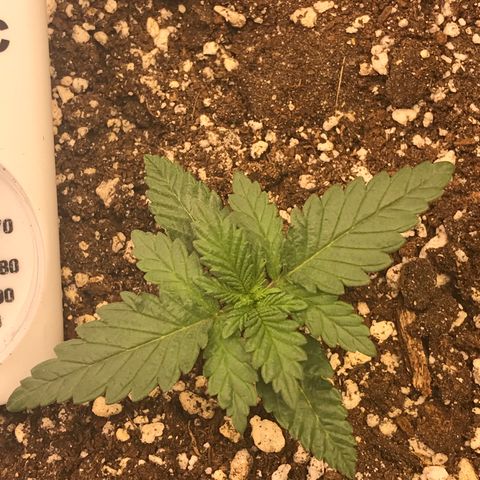 Cheese Feminized Photoperiod  growlog photo: Temp 77.9 RH 45%