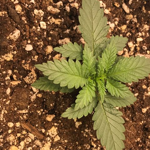 Cheese Feminized Photoperiod  growlog photo: She seems to have liked the Boogie Brix, the new leaves grew quickly from yesterday after top dressing with the Boogie Brix and watering