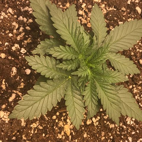 Cheese Feminized Photoperiod  growlog timeline photo