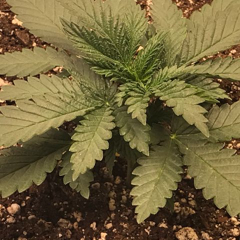 Cheese Feminized Photoperiod  growlog timeline photo