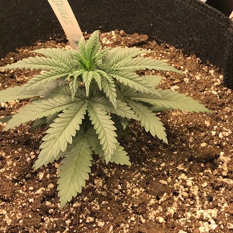 Cheese Feminized Photoperiod  growlog timeline photo