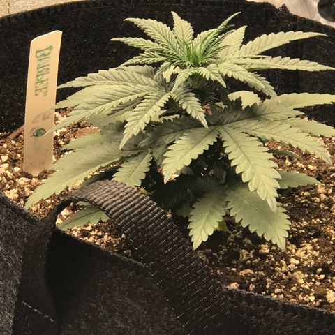 Cheese Feminized Photoperiod  growlog timeline photo