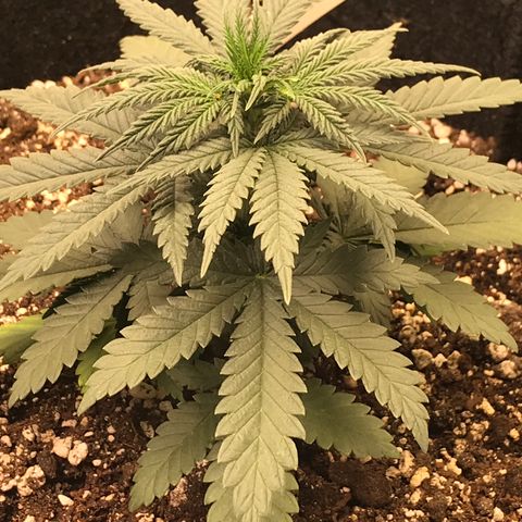 Cheese Feminized Photoperiod  growlog timeline photo