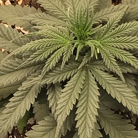 Cheese Feminized Photoperiod  growlog timeline photo