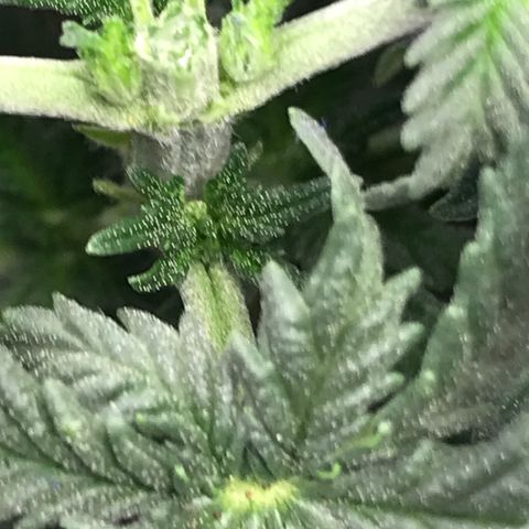 Cheese Feminized Photoperiod  growlog photo: Topped plant today