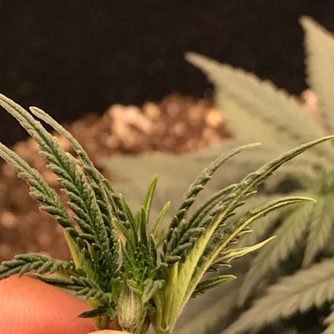 Cheese Feminized Photoperiod  growlog photo: Topped plant today