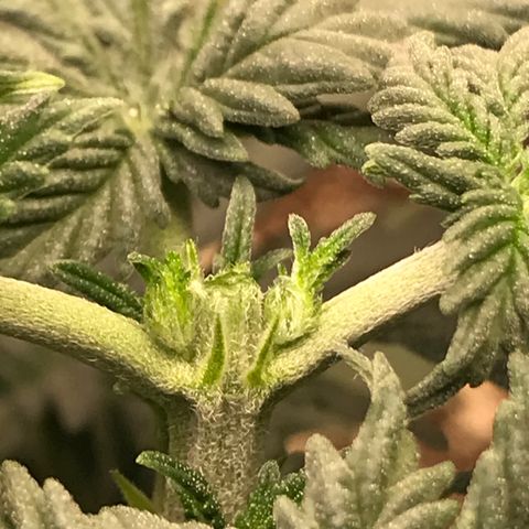 Cheese Feminized Photoperiod  growlog photo: Topped plant today
