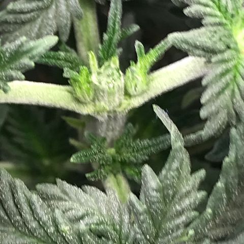 Cheese Feminized Photoperiod  growlog photo: Topped plant today