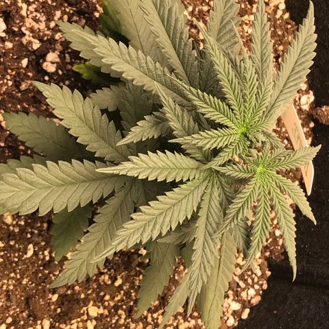 Cheese Feminized Photoperiod  growlog photo: Seems to be doing well after topping and feeding.  Will continue to monitor for nutrient deficiencies 